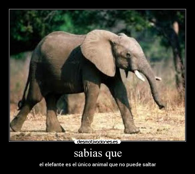 sabias que - el elefante es el único animal que no puede saltar