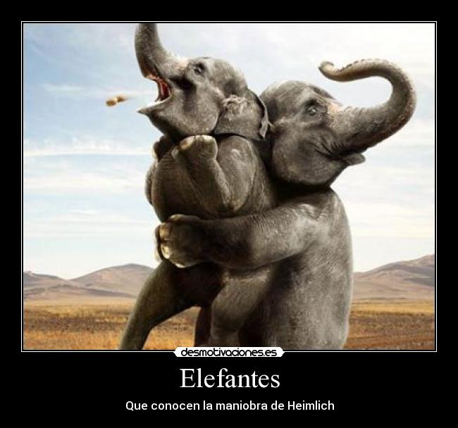 Elefantes - 