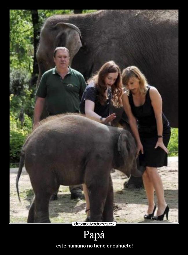 Papá - este humano no tiene cacahuete!