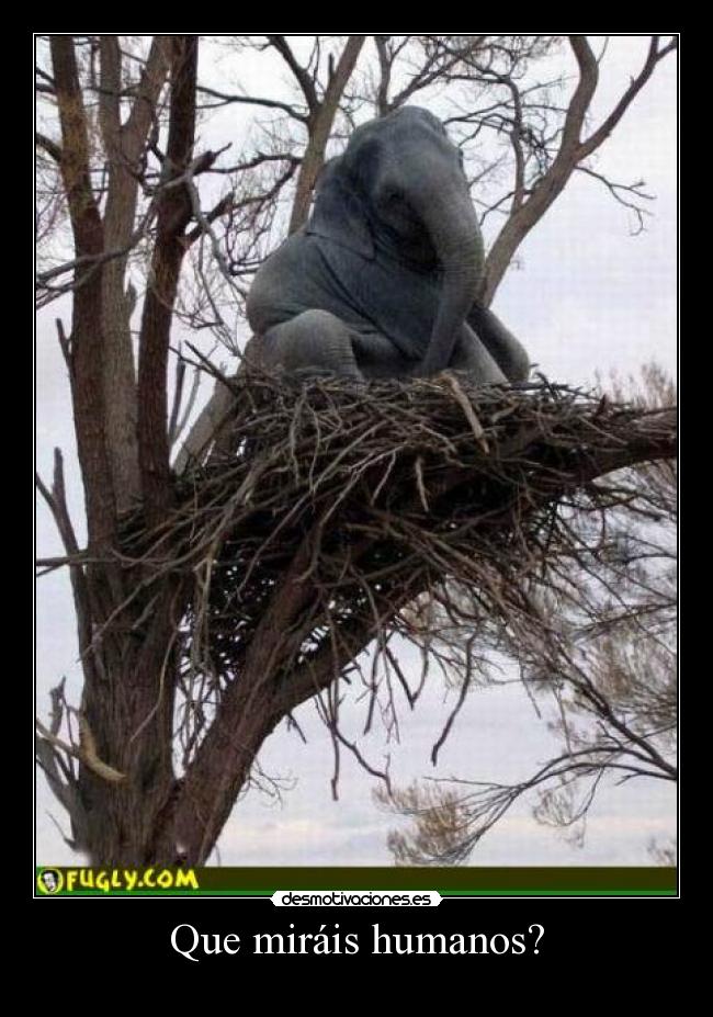 Que miráis humanos? -