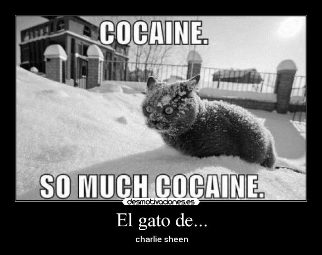 El gato de... -