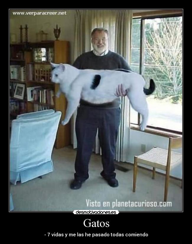 Gatos - - 7 vidas y me las he pasado todas comiendo