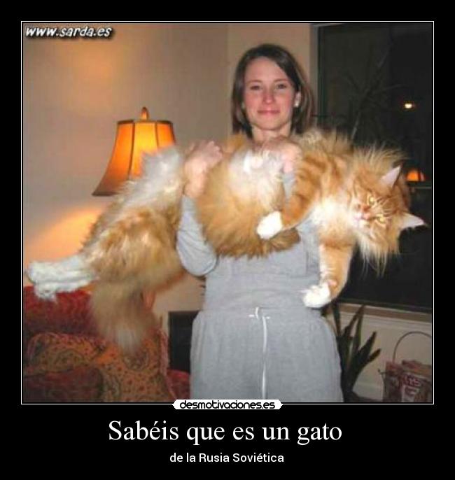 carteles gato desmotivaciones