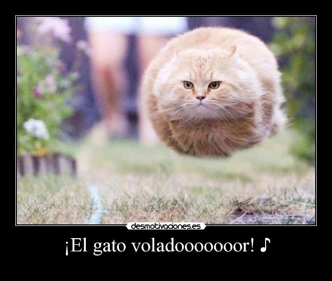 ¡El gato voladooooooor! ♪ - 