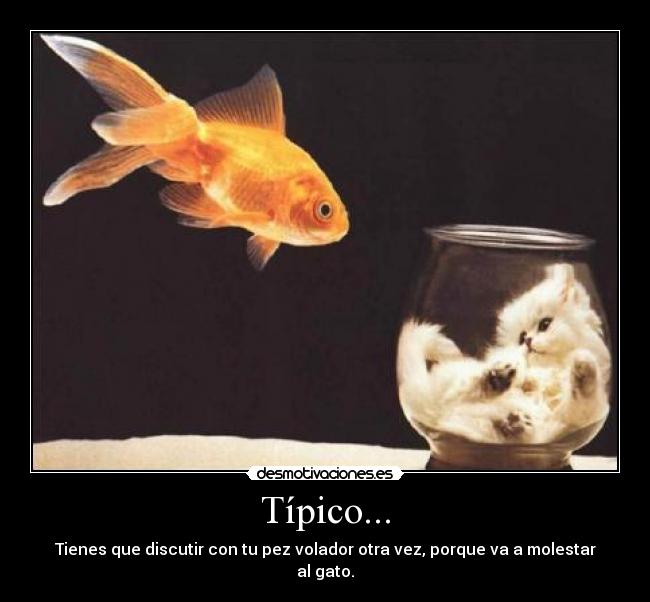 Típico... - Tienes que discutir con tu pez volador otra vez, porque va a molestar al gato.