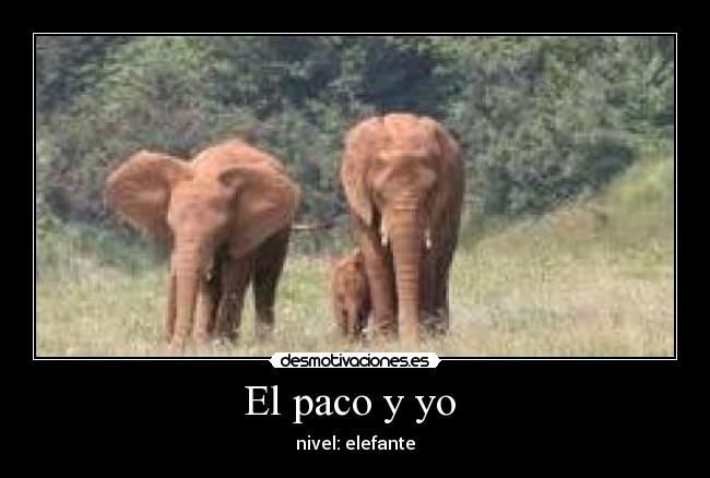 El paco y yo  - nivel: elefante