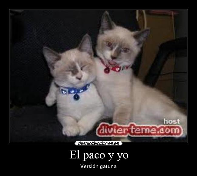 El paco y yo - Versión gatuna