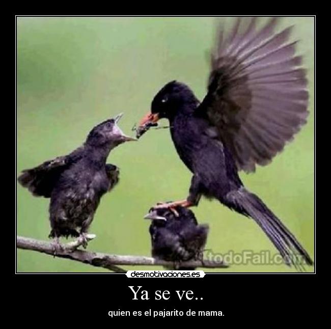 Ya se ve.. - quien es el pajarito de mama.
