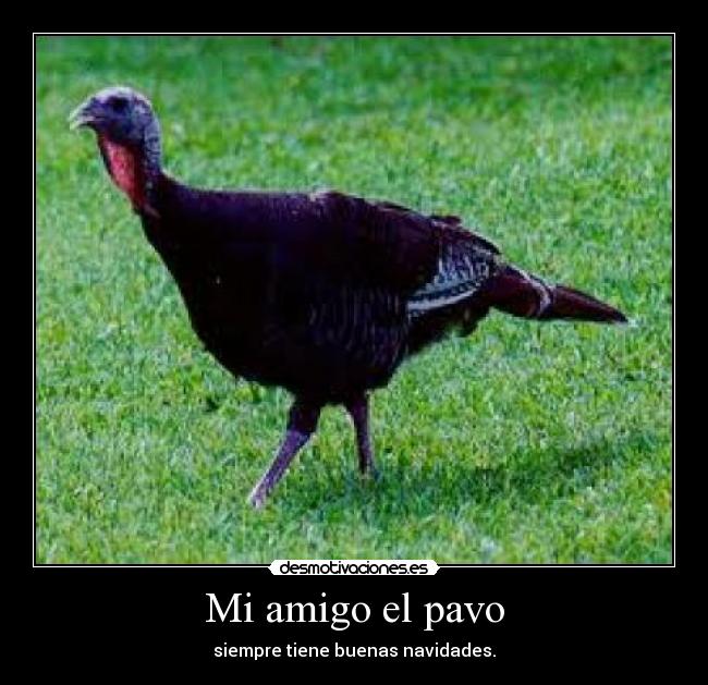 Mi amigo el pavo - siempre tiene buenas navidades.