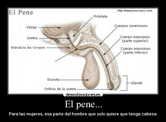El pene... - Para las mujeres, esa parte del hombre que solo quiere que tenga cabeza.