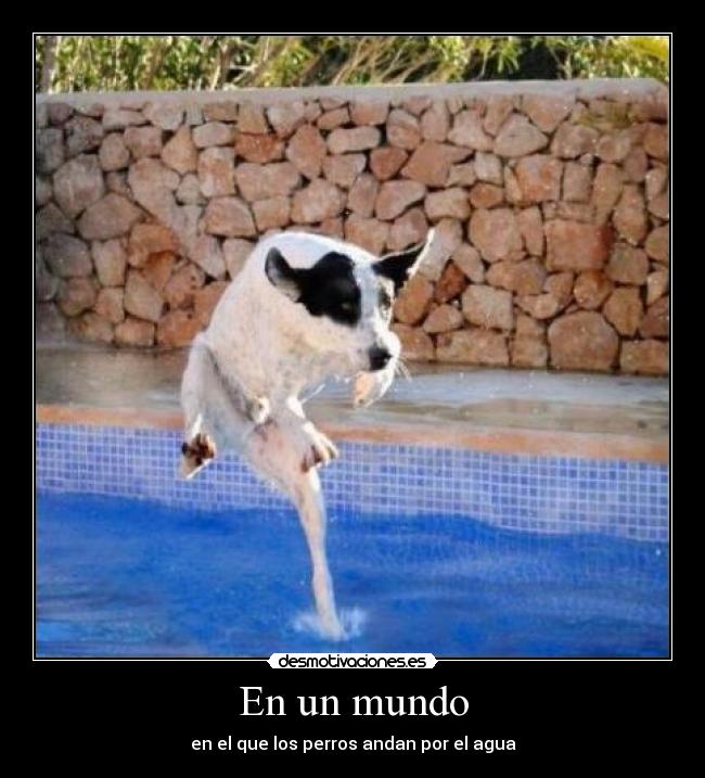 En un mundo - en el que los perros andan por el agua