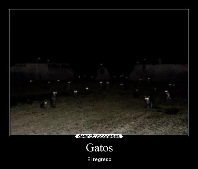 Gatos -