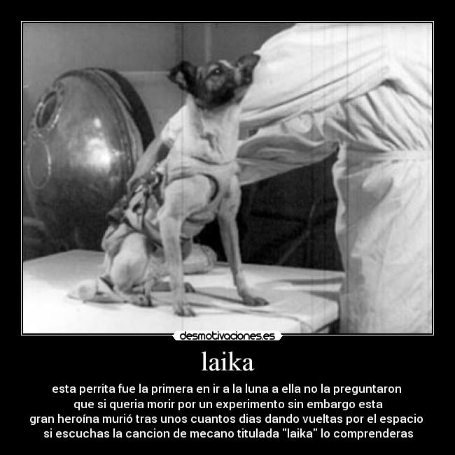 laika -