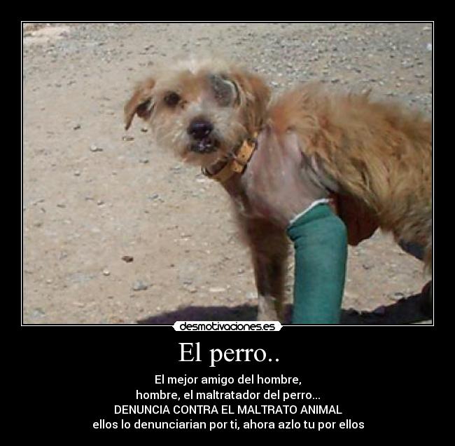 El perro.. - 