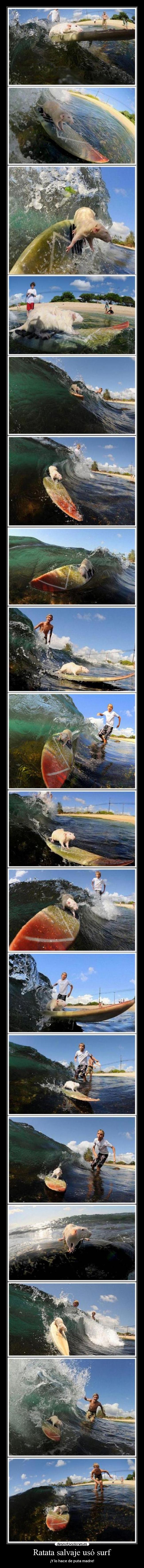 Ratata salvaje usó surf - ¡Y lo hace de puta madre!