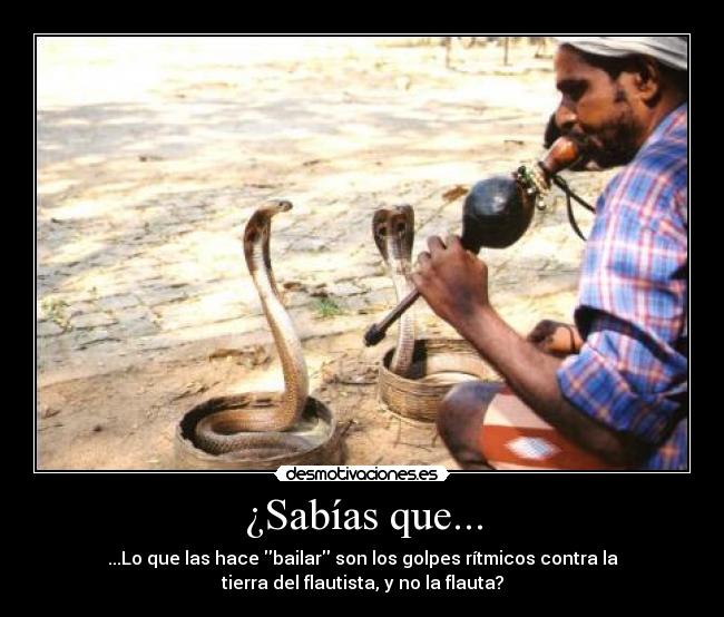 ¿Sabías que... - ...Lo que las hace bailar son los golpes rítmicos contra la
tierra del flautista, y no la flauta?