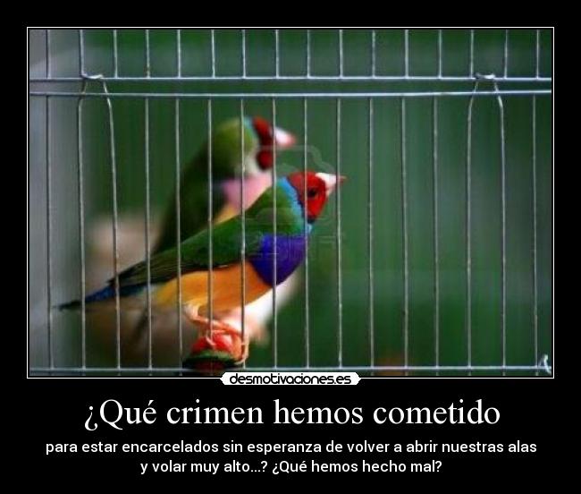 ¿Qué crimen hemos cometido - para estar encarcelados sin esperanza de volver a abrir nuestras alas
y volar muy alto...? ¿Qué hemos hecho mal?