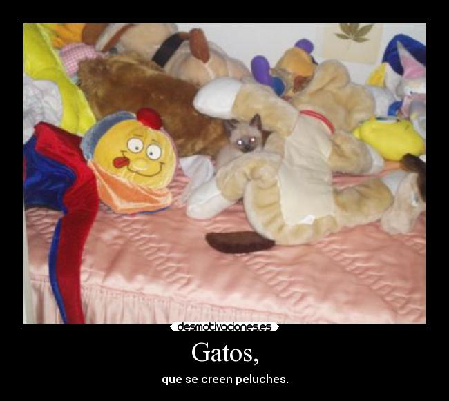 Gatos, - que se creen peluches.