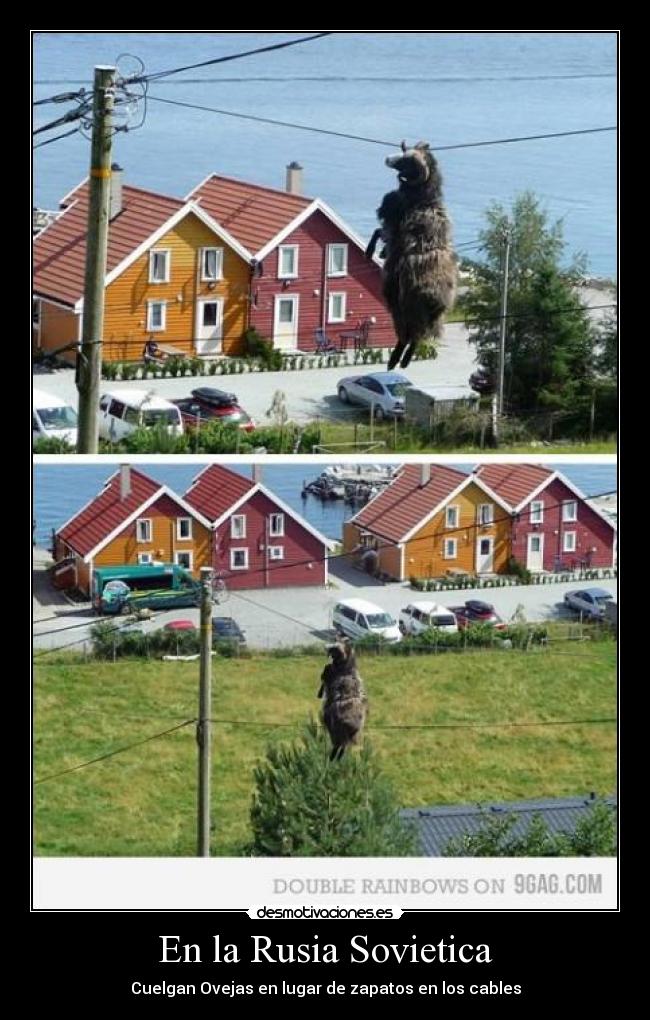 En la Rusia Sovietica - Cuelgan Ovejas en lugar de zapatos en los cables