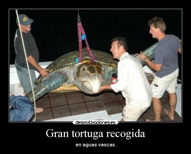 carteles vasca tortuga desmotivaciones