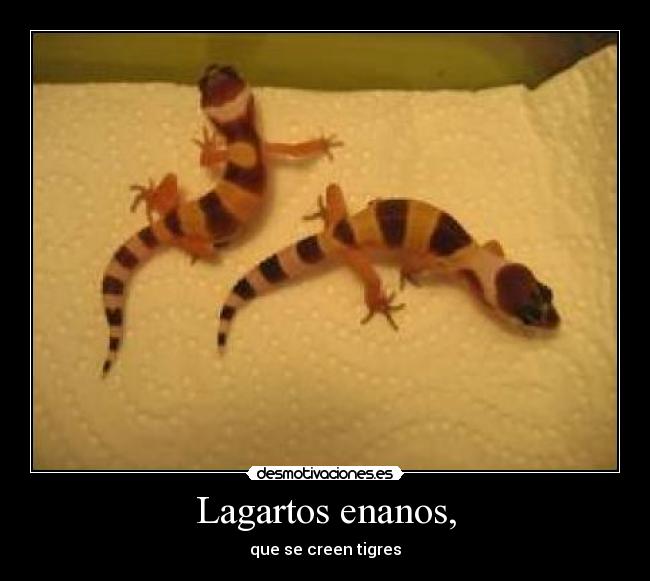 Lagartos enanos, - que se creen tigres