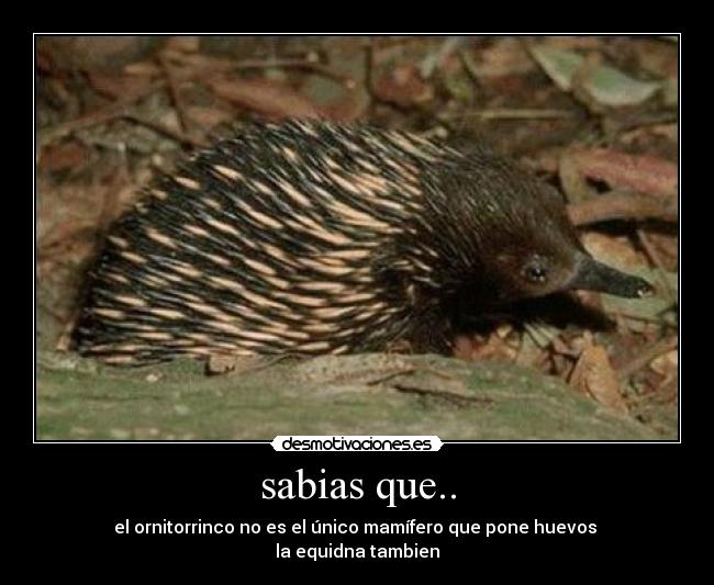 sabias que.. - el ornitorrinco no es el único mamífero que pone huevos 
la equidna tambien