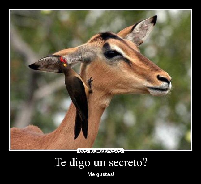 Te digo un secreto? - Me gustas!