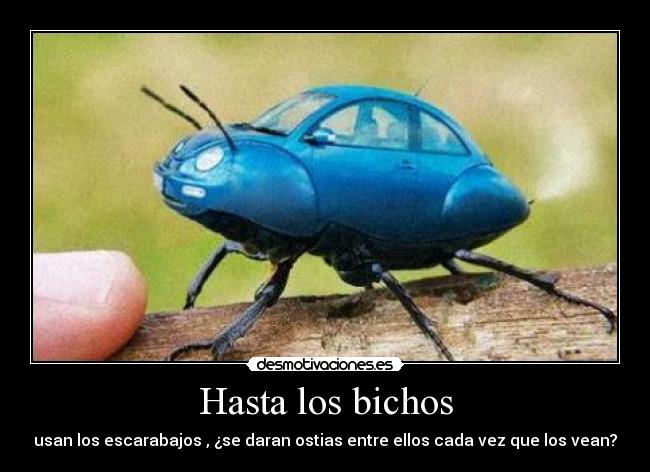 Hasta los bichos - usan los escarabajos , ¿se daran ostias entre ellos cada vez que los vean?