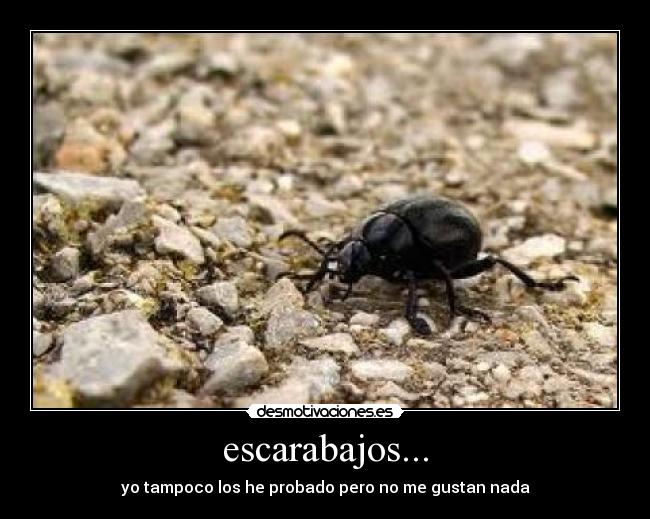 escarabajos... - yo tampoco los he probado pero no me gustan nada