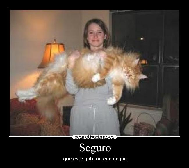 Seguro - que este gato no cae de pie