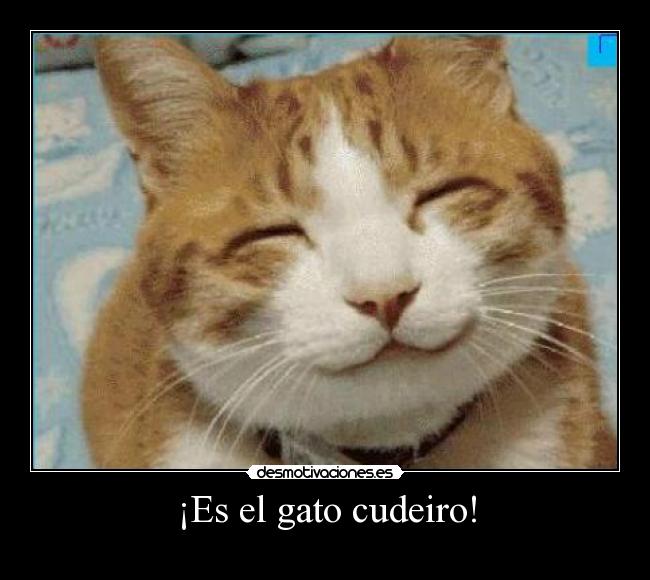 ¡Es el gato cudeiro! -