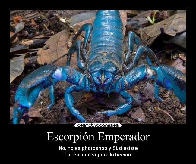 Escorpión Emperador - No, no es photoshop y Sí,si existe
La realidad supera la ficción.