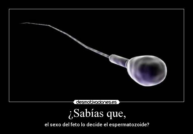 ¿Sabías que, - el sexo del feto lo decide el espermatozoide?