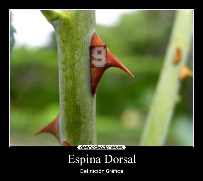 Espina Dorsal - Definición Gráfica