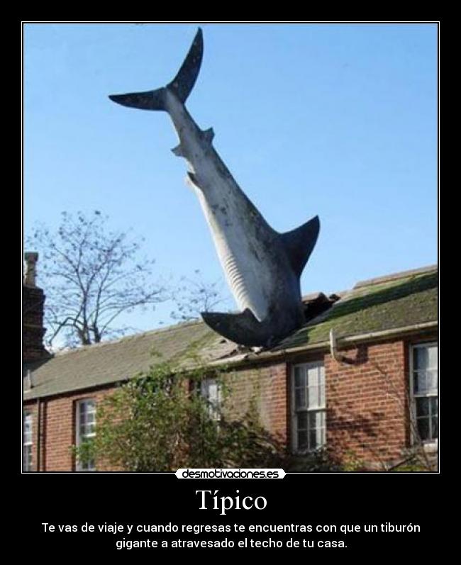 Típico - Te vas de viaje y cuando regresas te encuentras con que un tiburón
gigante a atravesado el techo de tu casa.