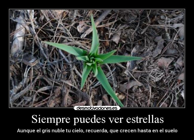Siempre puedes ver estrellas - Aunque el gris nuble tu cielo, recuerda, que crecen hasta en el suelo