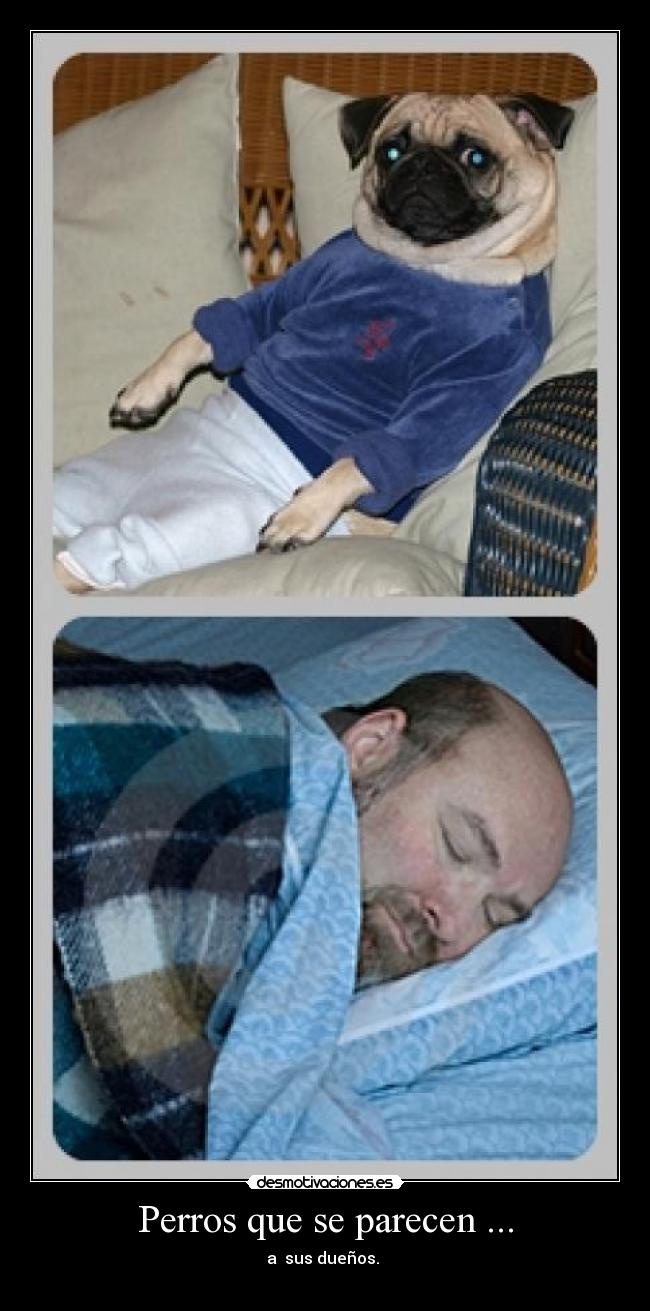Perros que se parecen ... - 