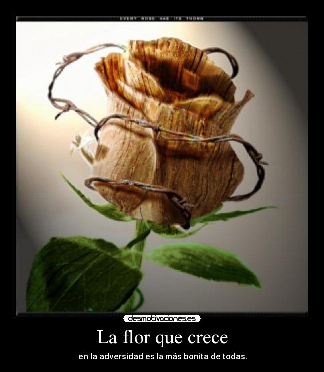 La flor que crece - en la adversidad es la más bonita de todas.