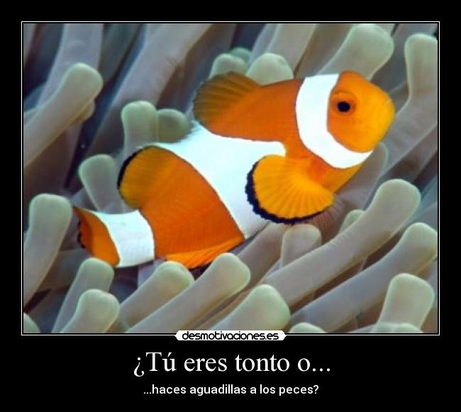 ¿Tú eres tonto o... -