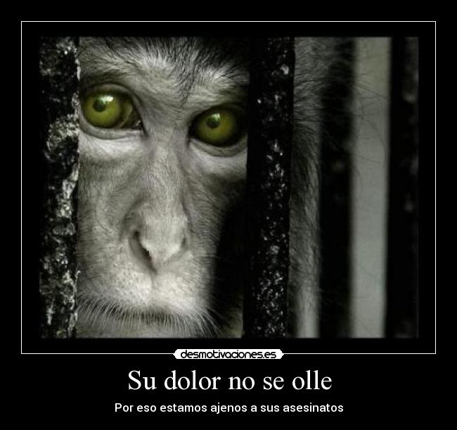 Su dolor no se olle - 