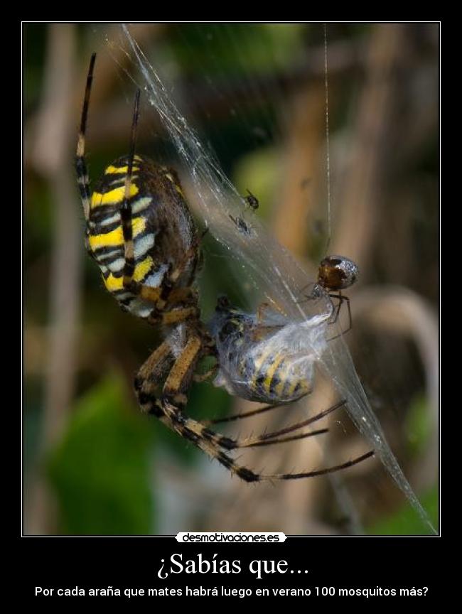 ¿Sabías que... - Por cada araña que mates habrá luego en verano 100 mosquitos más?