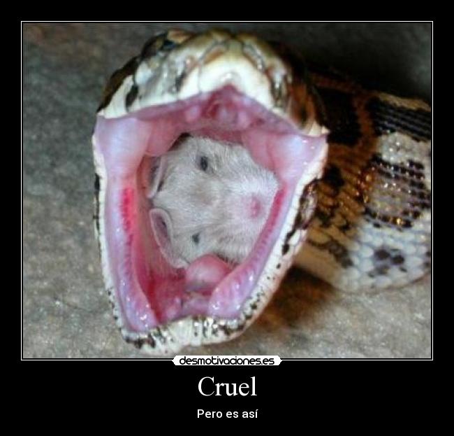 Cruel - 