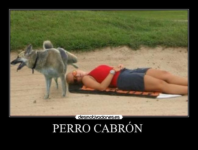 PERRO CABRÓN -