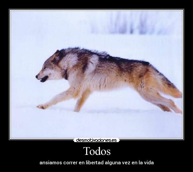 carteles lobo correr libertad desmotivaciones