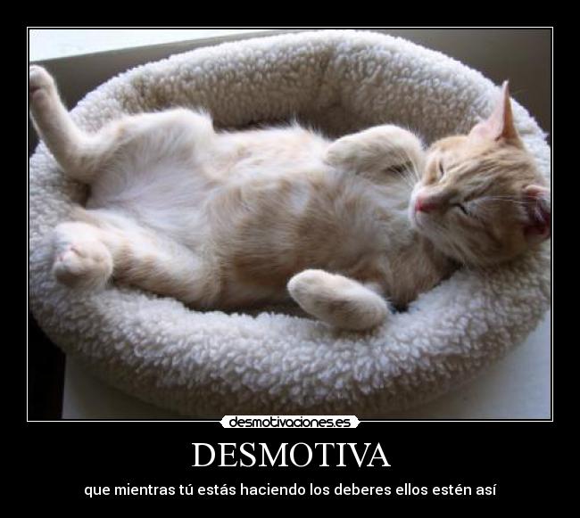 carteles gatosdeberes envidia desmotivaciones