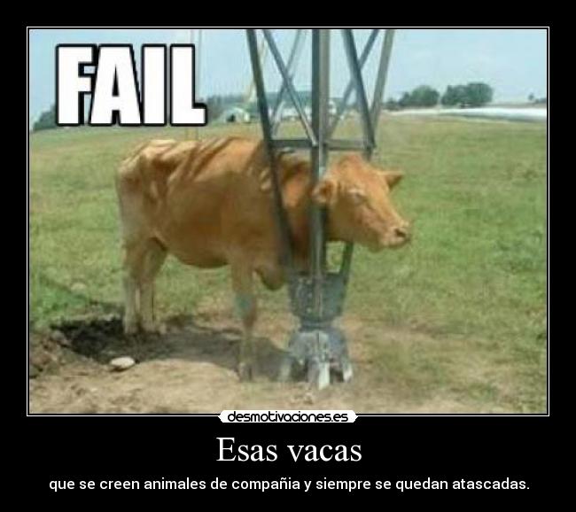 Esas vacas -