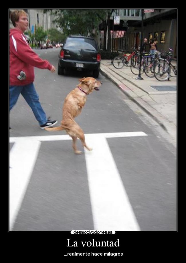 La voluntad - ...realmente hace milagros