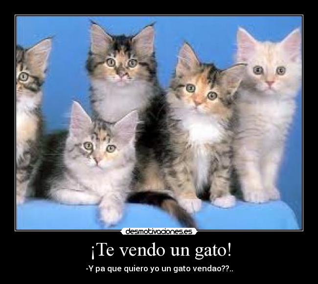 ¡Te vendo un gato! - 