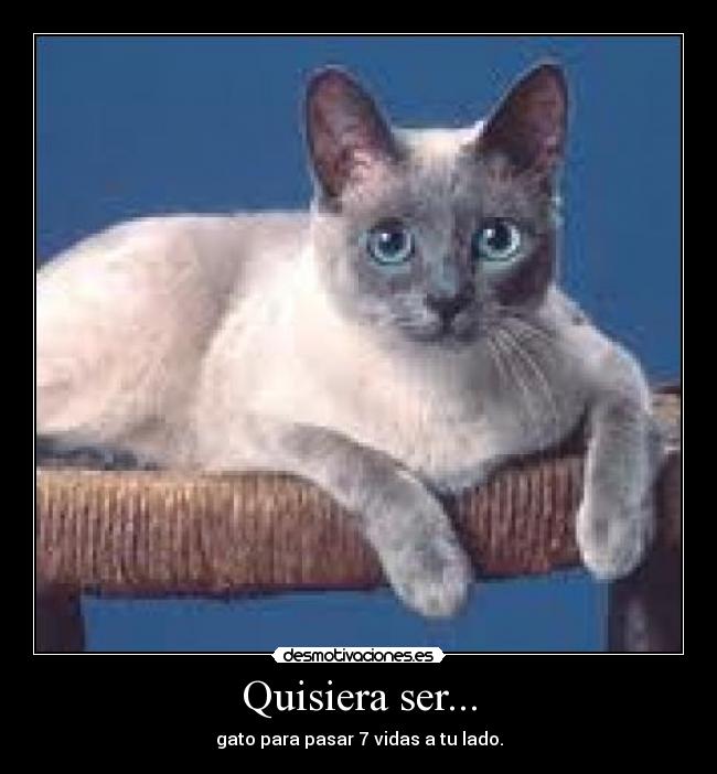 Quisiera ser... - gato para pasar 7 vidas a tu lado.
