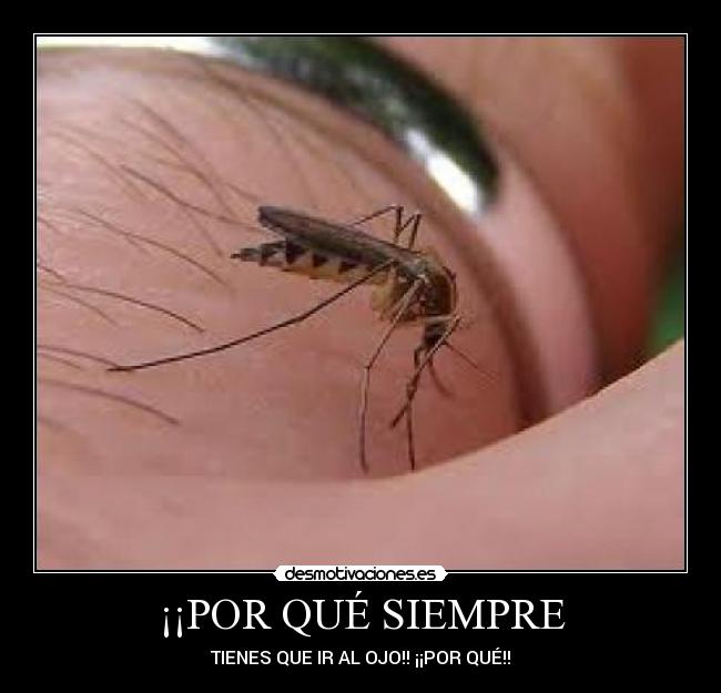 carteles mosquito desmotivaciones